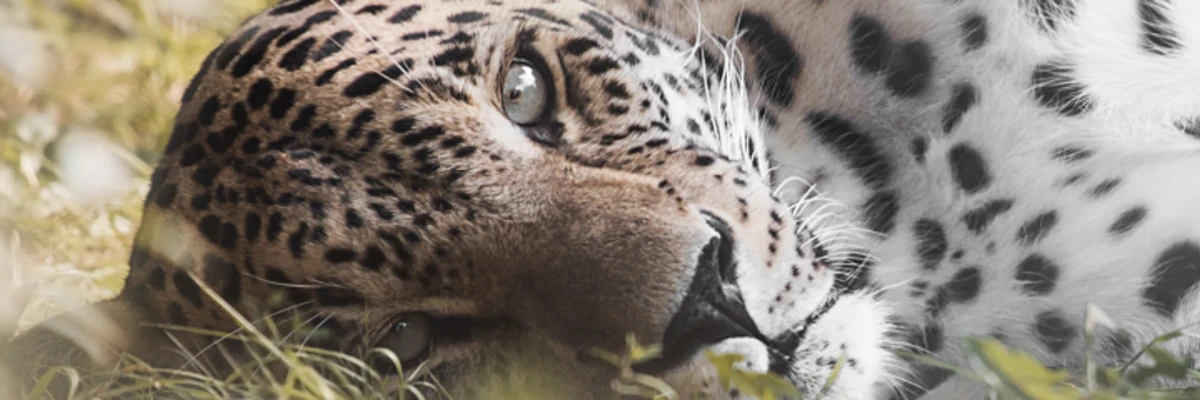 Welke lens voor dierenfotografie